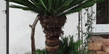CYCAS REVOLUTA – THE SAGO PALM MOST POPULAR CYCAD IN THE WORLD
