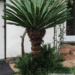 CYCAS REVOLUTA – THE SAGO PALM MOST POPULAR CYCAD IN THE WORLD