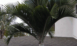 HEDYSCEPE CANTERBURYANA FROM LORD HOWE ISLAND