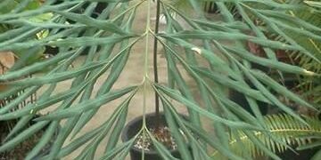 CYCAS DEBAOENSIS SUPER RARE, MULTIPINNATE, SMALL CAUDEX, LONG LEAVES