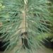CYCAS DEBAOENSIS SUPER RARE, MULTIPINNATE, SMALL CAUDEX, LONG LEAVES