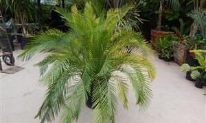 MACROZAMIA MOOREI LARGER COLD HARDY CYCAD