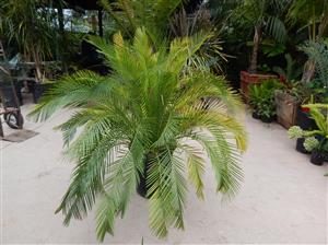 MACROZAMIA MOOREI LARGER COLD HARDY CYCAD