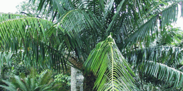 LEPIDOZAMIA HOPEILEPIDOZAMIA SPECIES WITH WIDER LEAFLETS