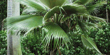 NEARLY FIFTY DESIRABLE AND DIFFERENT PALMS