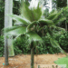 NEARLY FIFTY DESIRABLE AND DIFFERENT PALMS