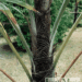 WALLICHIA DISTICHA FISHTAIL APPEARING SINGLE TRUNK PALM THAT’S IMPOSSIBLE TO FIND