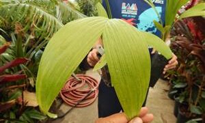 ARCHONTOPHOENIX BEATRICAE AN  UNUSUAL TYPE OF KING PALM