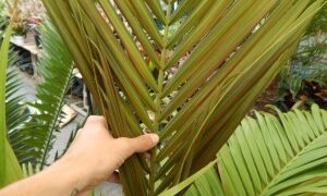 ARCHONTOPHOENIX MAXIMA LARGEST OF THE KING PALMS