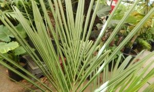 BECCARIOPHOENIX ALFREDII THE MADAGASCAR PLATEAU COCONUT PALM