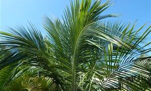 BECCARIOPHOENIX ALFREDII THE MADAGASCAR PLATEAU COCONUT PALM