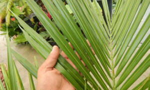 BECCARIOPHOENIX MADAGASCARENSIS AKA “BECCARIOPHOENIX NO-WINDOWS”