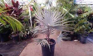 BISMARCKIA NOBILIS BLUE SINGLE TRUNK FAN PALM FROM MADAGASCAR
