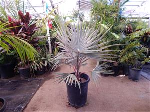 BISMARCKIA NOBILIS BLUE SINGLE TRUNK FAN PALM FROM MADAGASCAR