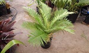 BLECHNUM GIBBUM FERN “MINIATURE TREE FERN”