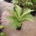 BLECHNUM GIBBUM FERN “MINIATURE TREE FERN”
