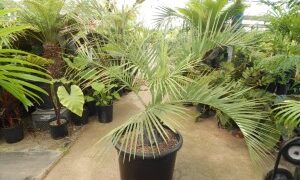 BLUE BUTIA CAPITATA THE BLUE PINDO PALM MEDIUM SIZED PINNATE PALM WITH BLUE OR BLUE-GREEN LEAVES