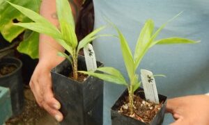 BURRETIOKENTIA DUMASII SUPER RARE SINGLE TRUNK PINNATE PALM FROM NEW CALEDONIA