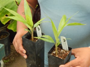 BURRETIOKENTIA DUMASII SUPER RARE SINGLE TRUNK PINNATE PALM FROM NEW CALEDONIA
