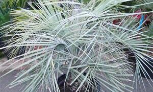 BUTIA CAPITATA BLUE VARIETY EASY TO GROW, NOT TOO TALL BLUE VARIETY – COLD HARDY