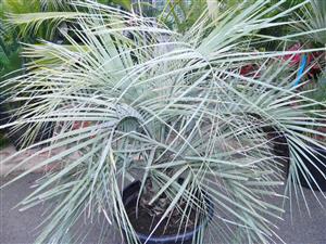 BUTIA CAPITATA BLUE VARIETY EASY TO GROW, NOT TOO TALL BLUE VARIETY – COLD HARDY