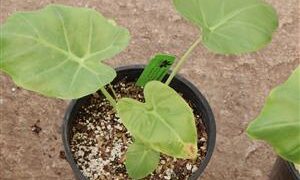 CALOCASIA GIGANTEA THAILAND GIANT HUGE ELEPHANT EAR TYPE PLANT