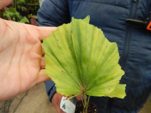CARYOTA GIGAS”THAI MOUNTAIN GIANT”, “KING KONG PALM”, “BLACK STEM FISHTAIL