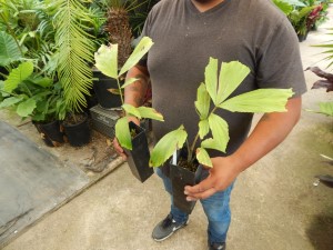 CARYOTA URENS THE GIANT MOUNTAIN FISHTAIL