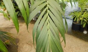 CHAMAEDOREA BENZEI SUPER RARE SINGLE TRUNK CHAMAEDOREA LIKE C. RADICALIS ON STEROIDS!