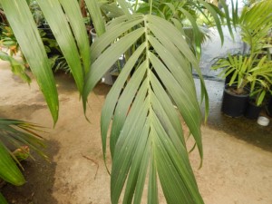 CHAMAEDOREA BENZEI SUPER RARE SINGLE TRUNK CHAMAEDOREA LIKE C. RADICALIS ON STEROIDS!