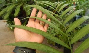 CHAMAEDOREA COSTARICANA ONE OF THE BEST BAMBOO PALMS