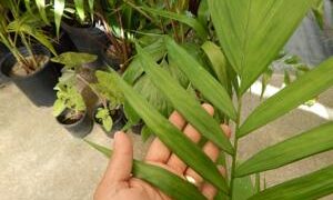 CHAMAEDOREA COSTARICANA ONE OF THE BEST BAMBOO PALMS