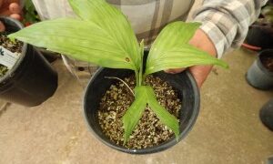 CHAMAEDOREA GEONOMIFORMIS SINGLE TRUNK, DWARF UNDERSTORY PALM