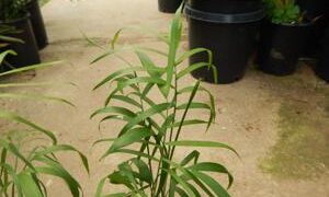 CHAMAEDOREA GLAUCIFOLIA SUPER SIMILAR TO C. PLUMOSA