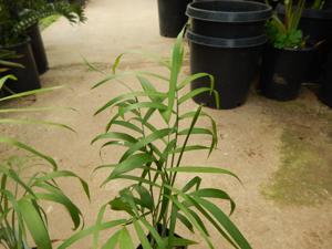 CHAMAEDOREA GLAUCIFOLIA SUPER SIMILAR TO C. PLUMOSA