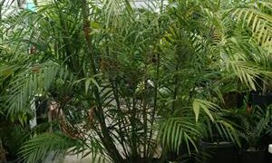 CHAMAEDOREA HOOPERIANA BAMBOO PALM THAT IS TALL AND FULL