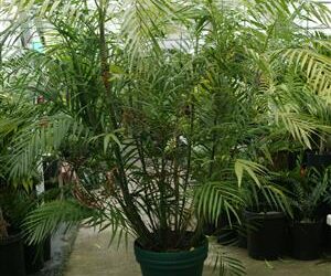 CHAMAEDOREA HOOPERIANA BAMBOO PALM THAT IS TALL AND FULL
