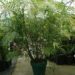 CHAMAEDOREA HOOPERIANA BAMBOO PALM THAT IS TALL AND FULL