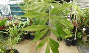 CHAMAEDOREA KLOTZSCHIANA RARE UNDERSTORY PALM – GROUPED LEAFLETS