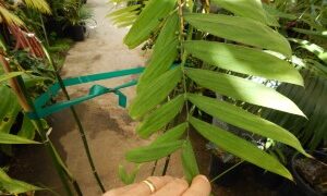 CHAMAEDOREA MICROSPADIX THIN TRUNKED SUCKER TYPE OF BAMBOO PALM