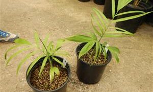 CHAMAEDOREA SCHIPPII AN ALMOST UNKNOWN AND NEVER AVAILABLE SPECIES