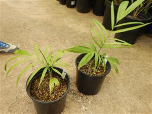 CHAMAEDOREA SCHIPPII AN ALMOST UNKNOWN AND NEVER AVAILABLE SPECIES