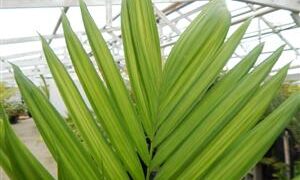 CHAMAEDOREA WOODSONIANA TALL, THICK TRUNK, BEAUTIFUL GREEN PINNATE PALM