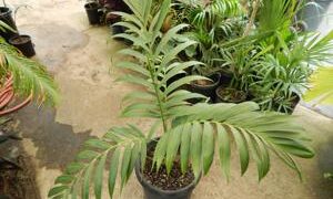 CHAMAEDOREA BENZIEI RARE SINGLE TRUNK CHAMAEDORE ALIKE C. RADICALIS ON STEROIDS!