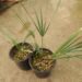 CHAMAEROPS CERIFERA NATIVE TO MOROCCO THE SEMI-DWARF “BLUE MED FAN”