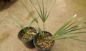CHAMAEROPS CERIFERA NATIVE TO MOROCCOTHE SEMI-DWARF “BLUE MED FAN”