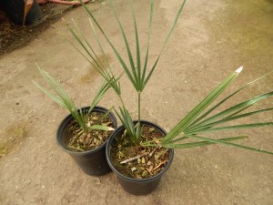 CHAMAEROPS CERIFERA NATIVE TO MOROCCOTHE SEMI-DWARF “BLUE MED FAN”