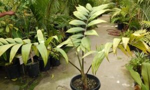 CHAMBEYRONIA HOOKERI THE BLONDE FLAME THROWER PALM