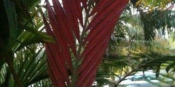 CHAMBEYRONIA MACROCARPA THE FLAME THROWER PALM NEW RED EMERGING LEAF