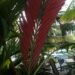 CHAMBEYRONIA MACROCARPA THE FLAME THROWER PALM NEW RED EMERGING LEAF